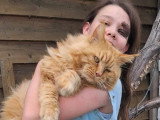 Chat Maine Coon roux smoke de juin 2021 LOOF disponible pour saillie