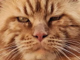 Chat Maine Coon roux smoke de juin 2021 LOOF disponible pour saillie