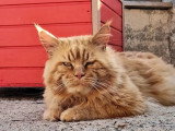 Chat Maine Coon roux smoke de juin 2021 LOOF disponible pour saillie