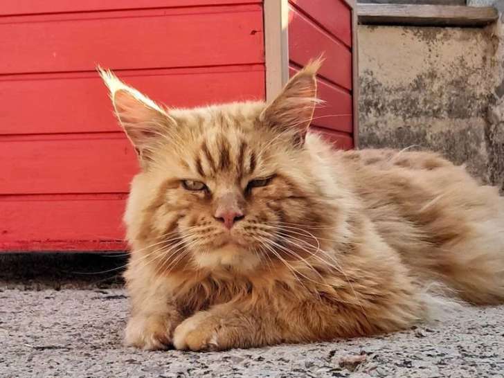 Chat Maine Coon roux smoke de juin 2021 LOOF disponible pour saillie