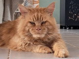 Chat Maine Coon roux smoke de juin 2021 LOOF disponible pour saillie