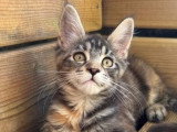 4 chatons Maine Coon LOOF de mars 2026 en vente