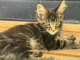 4 chatons Maine Coon LOOF de mars 2026 en vente