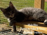 4 chatons Maine Coon LOOF de mars 2026 en vente