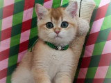 Chatons British Shorthair à vendre