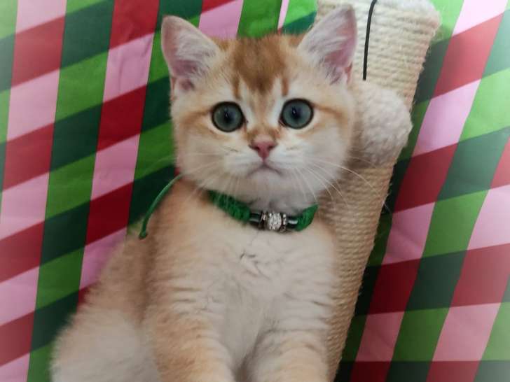 Chatons British Shorthair à vendre