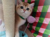 Chatons British Shorthair à vendre