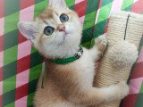 Chatons British Shorthair à vendre