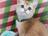Chatons British Shorthair à vendre