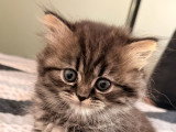 Chaton British Longhair à vendre