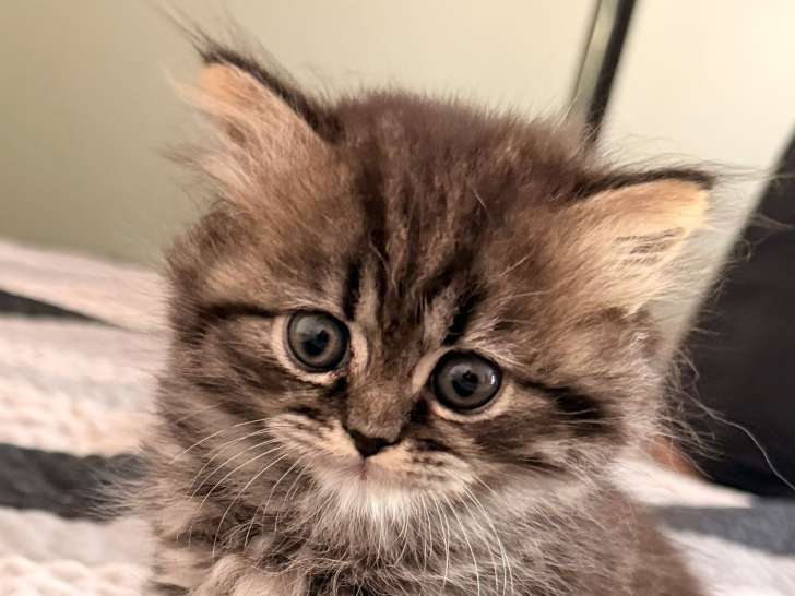 Chaton British Longhair à vendre