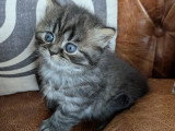 Chaton British Longhair à vendre