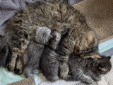 Chaton British Longhair à vendre