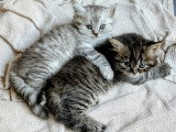 Chaton British Longhair à vendre