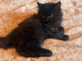 Chatonne British Longhair à vendre