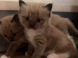 Chaton Ragdoll LOOF a réserver