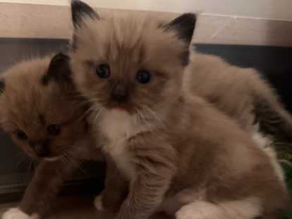 Chaton Ragdoll LOOF a réserver