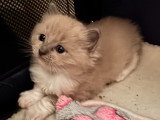 Chaton Ragdoll LOOF a réserver