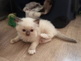 Chaton Ragdoll LOOF a réserver