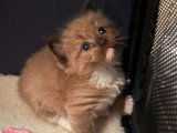 Chaton Ragdoll LOOF a réserver