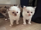 Chaton Ragdoll LOOF a réserver