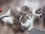 Chaton Ragdoll LOOF a réserver