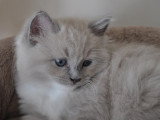 Chaton Ragdoll LOOF a réserver