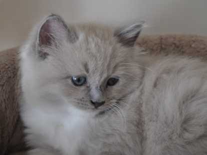 Chaton Ragdoll LOOF a réserver
