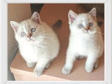 Belles chatonnes British Shorthair colourpoint à vendre