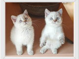 Belles chatonnes British Shorthair colourpoint à vendre