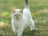 Belles chatonnes British Shorthair colourpoint à vendre