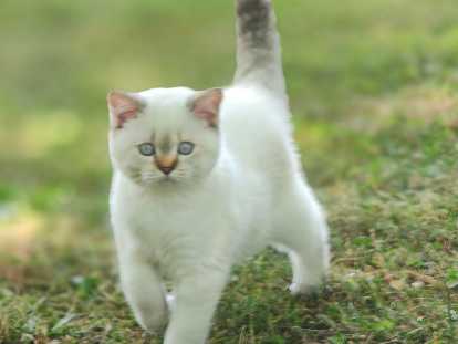 Belles chatonnes British Shorthair colourpoint à vendre