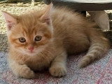 Chaton Scottish Straight mâle né en avril 2026 non LOOF à vendre