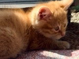 Chaton Scottish Straight mâle né en avril 2026 non LOOF à vendre