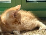 Chaton Scottish Straight mâle né en avril 2026 non LOOF à vendre