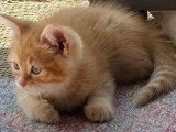 Chaton Scottish Straight mâle né en avril 2026 non LOOF à vendre