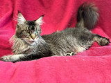 Chat adulte de race Maine Coon femelle à vendre