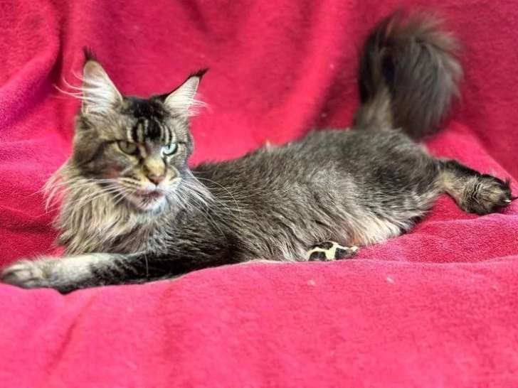 Chat adulte de race Maine Coon femelle à vendre