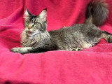 Chat adulte de race Maine Coon femelle à vendre