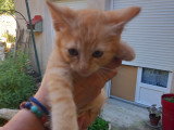 Chatons roux à donner