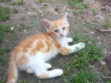 Chatons roux à donner