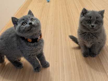 Chatonnes British Shorthair bleues à vendre