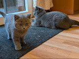 Chatonnes British Shorthair bleues à vendre