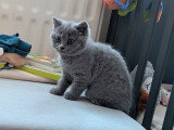 Chatonnes British Shorthair bleues à vendre