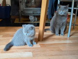 Chatonnes British Shorthair bleues à vendre