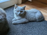 Chatonnes British Shorthair bleues à vendre