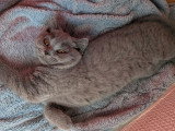 Chatonnes British Shorthair bleues à vendre