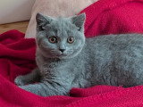 Chatonnes British Shorthair bleues à vendre