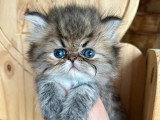 Chaton Persan mâle à réserver LOOF né en mai 2026