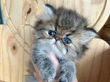 Chaton Persan mâle à réserver LOOF né en mai 2026